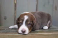 Nova , a female Australian Shepherd for sale in Reynoldsville, PA – Photo 2 of 7