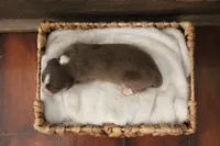 Nova , a female Australian Shepherd for sale in Reynoldsville, PA – Photo 4 of 7