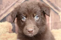 Bear , a male Australian Shepherd for sale in Reynoldsville, PA – 8 of 10