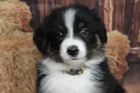 Shiloh , a female Australian Shepherd for sale in Reynoldsville, PA – 4 of 9