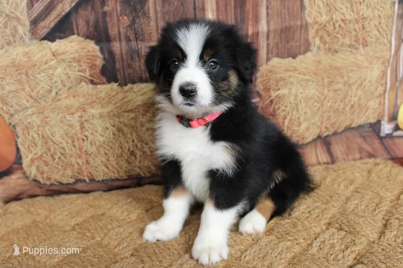Tilly  – Australian Shepherd puppy for sale in Reynoldsville, PA