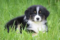 Shiloh , a female Australian Shepherd for sale in Reynoldsville, PA – 1 of 9