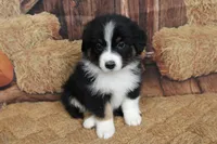 Shiloh , a female Australian Shepherd for sale in Reynoldsville, PA – 6 of 9