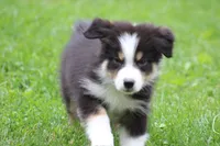 Dawn , a female Australian Shepherd for sale in Reynoldsville, PA – 2 of 9
