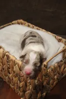 Rosa , a female Australian Shepherd for sale in Reynoldsville, PA – Photo 4 of 8