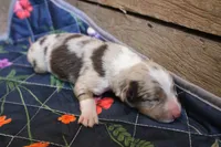Rosa , a female Australian Shepherd for sale in Reynoldsville, PA – Photo 6 of 8
