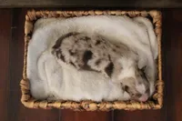 Rosa , a female Australian Shepherd for sale in Reynoldsville, PA – Photo 5 of 8