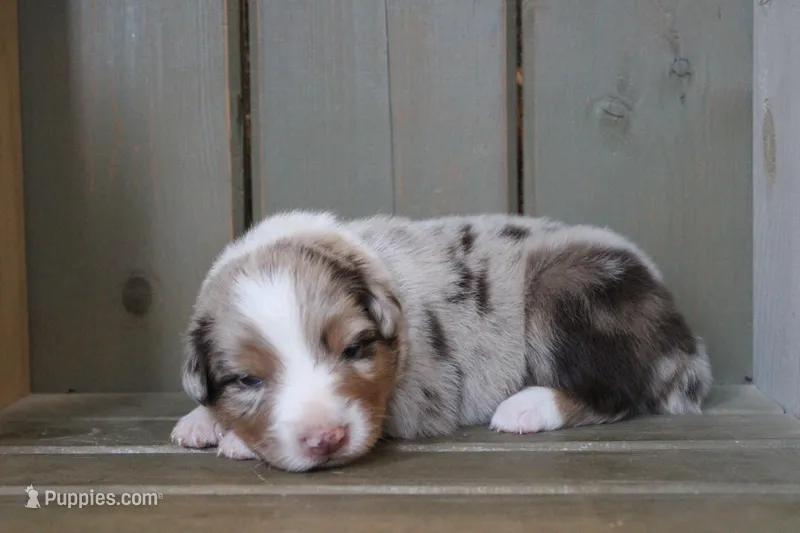 Rosa  – Australian Shepherd puppy for sale in Reynoldsville, PA