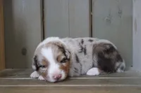 Rosa , a female Australian Shepherd for sale in Reynoldsville, PA – Photo 1 of 8