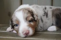 Rosa , a female Australian Shepherd for sale in Reynoldsville, PA – Photo 3 of 8