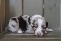 Rosa , a female Australian Shepherd for sale in Reynoldsville, PA – Photo 2 of 8