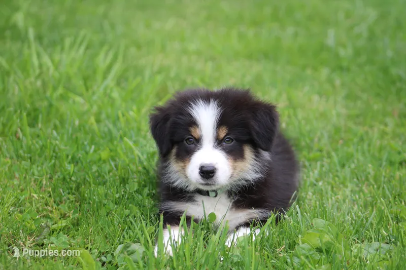 Dawn  – Australian Shepherd puppy for sale in Reynoldsville, PA
