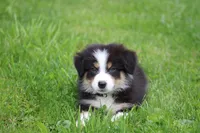 Dawn , a female Australian Shepherd for sale in Reynoldsville, PA – 1 of 9