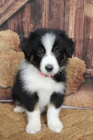 Tilly , a female Australian Shepherd for sale in Reynoldsville, PA – 3 of 7
