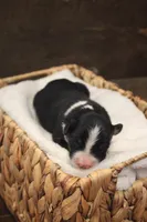 Shiloh , a female Australian Shepherd for sale in Reynoldsville, PA – Photo 4 of 8