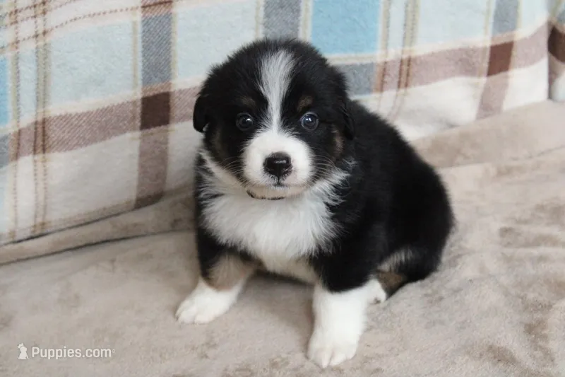 Shiloh  – Australian Shepherd puppy for sale in Reynoldsville, PA