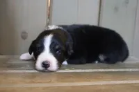 Shiloh , a female Australian Shepherd for sale in Reynoldsville, PA – Photo 2 of 8