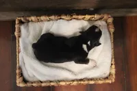 Shiloh , a female Australian Shepherd for sale in Reynoldsville, PA – Photo 5 of 8