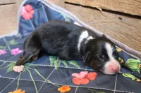 Shiloh , a female Australian Shepherd for sale in Reynoldsville, PA – Photo 6 of 8