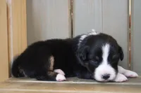 Shiloh , a female Australian Shepherd for sale in Reynoldsville, PA – Photo 3 of 8