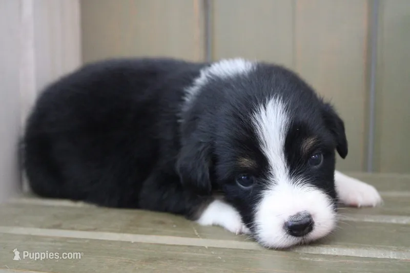 Shiloh  – Australian Shepherd puppy for sale in Reynoldsville, PA
