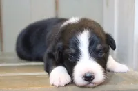 Shiloh , a female Australian Shepherd for sale in Reynoldsville, PA – Photo 1 of 8