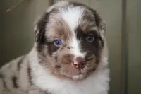Rusty , a male Australian Shepherd for sale in Reynoldsville, PA – Photo 3 of 9