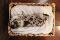 Rusty , a male Australian Shepherd for sale in Reynoldsville, PA – Photo 7 of 9