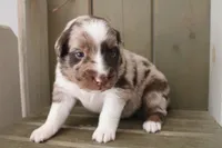 Rusty , a male Australian Shepherd for sale in Reynoldsville, PA – Photo 5 of 9