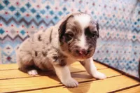 Rusty , a male Australian Shepherd for sale in Reynoldsville, PA – Photo 6 of 9