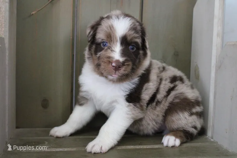 Rusty  – Australian Shepherd puppy for sale in Reynoldsville, PA