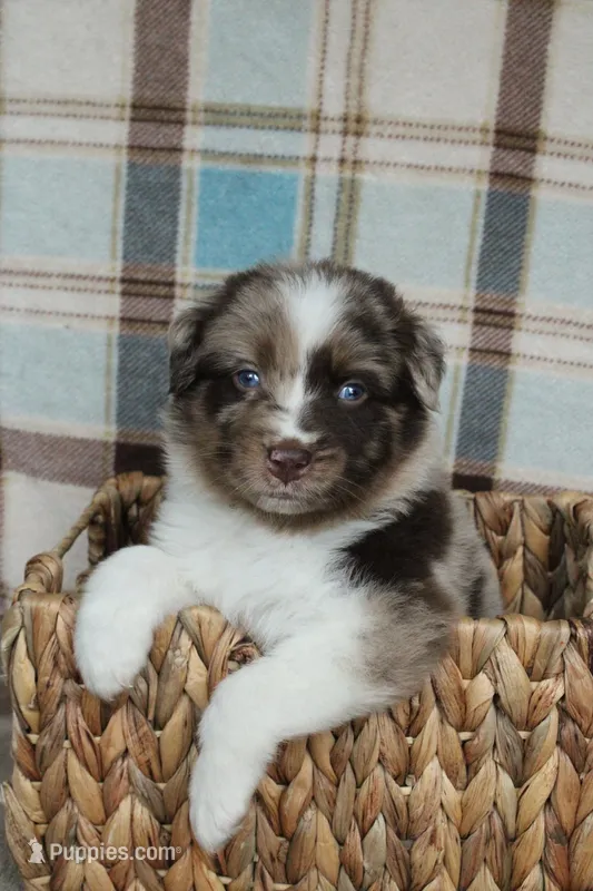 Rusty  – Australian Shepherd puppy for sale in Reynoldsville, PA
