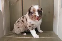 Rusty , a male Australian Shepherd for sale in Reynoldsville, PA – Photo 4 of 9