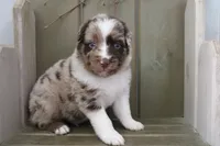 Rusty , a male Australian Shepherd for sale in Reynoldsville, PA – Photo 2 of 9