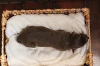 Sage , a female Australian Shepherd for sale in Reynoldsville, PA – Photo 5 of 8