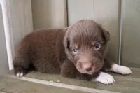Sage , a female Australian Shepherd for sale in Reynoldsville, PA – Photo 2 of 8