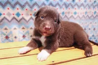 Sage , a female Australian Shepherd for sale in Reynoldsville, PA – Photo 3 of 8