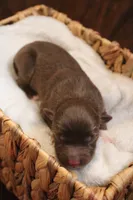 Sage , a female Australian Shepherd for sale in Reynoldsville, PA – Photo 4 of 8