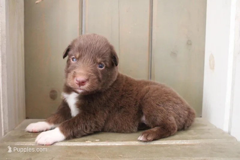Sage  – Australian Shepherd puppy for sale in Reynoldsville, PA