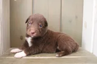 Sage , a female Australian Shepherd for sale in Reynoldsville, PA – Photo 1 of 8