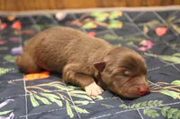 Sage , a female Australian Shepherd for sale in Reynoldsville, PA – Photo 6 of 8