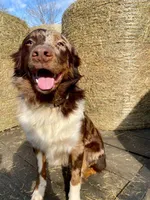 Sage , a female Australian Shepherd for sale in Reynoldsville, PA – Photo 8 of 8