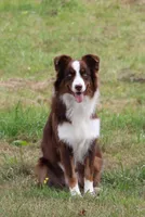 Fern , a female Australian Shepherd for sale in Reynoldsville, PA – Photo 8 of 9