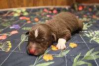Fern , a female Australian Shepherd for sale in Reynoldsville, PA – Photo 7 of 9