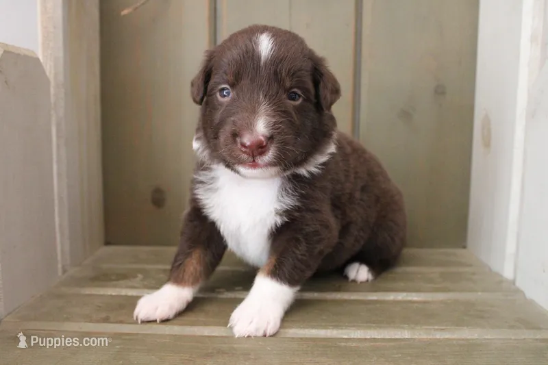 Fern  – Australian Shepherd puppy for sale in Reynoldsville, PA