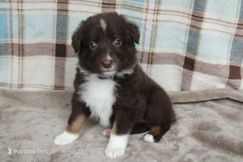 Fern  – Australian Shepherd puppy for sale in Reynoldsville, PA