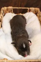 Fern , a female Australian Shepherd for sale in Reynoldsville, PA – Photo 5 of 9