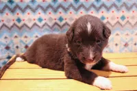 Fern , a female Australian Shepherd for sale in Reynoldsville, PA – Photo 4 of 9