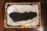 Fern , a female Australian Shepherd for sale in Reynoldsville, PA – Photo 6 of 9