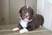 Fern , a female Australian Shepherd for sale in Reynoldsville, PA – Photo 2 of 9